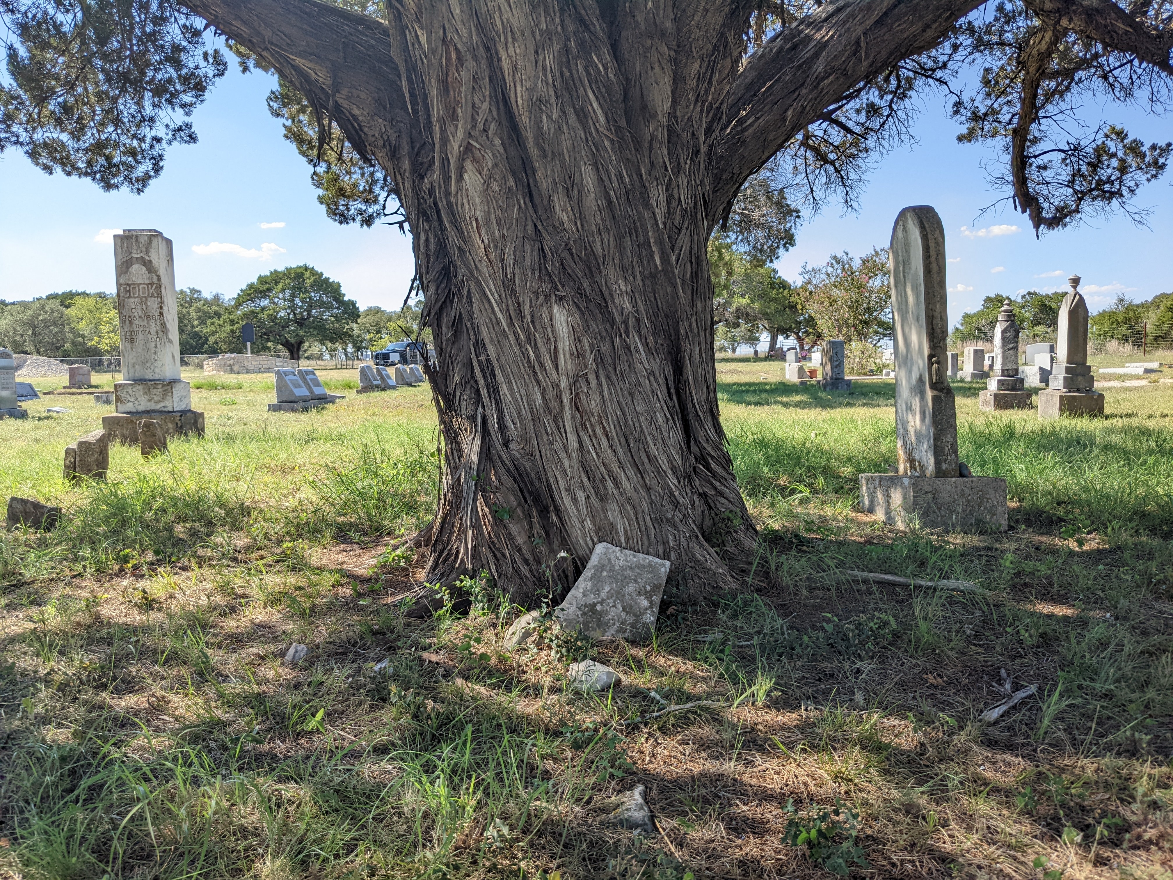 Historic cemetery with many different gravestone shapes beneath a large old tree